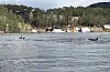 Etter at nisejakta var over, sette spekkhoggarane kursen ut Ålfjorden igjen.