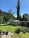 Søyleospa (Populus tremula) ragar høgt over drivhuset.