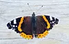 @photosoutdoor_ Denne satt å hvilte seg i solen i dag.#sommerfugl #nymphalisurticae #aglaisurticae