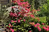 Azalea er ein bladfellande busk i rododendron-slekta.
