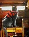 Katten Knerten hadde lang fartstid med «Vågen». Han elska å vera med på både korte og lange turar gjennom heile sitt lange katteliv. FOTO: PRIVAT