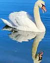 @ruthirene87 Hissig, men søt#vestavindsveio #swan
