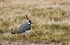 Dei vaksne vipene lever helst på stubbmark. Vipa finst over store delar av verda, men den norske bestanden har minka betydeleg over dei siste 20–30 åra. FOTO: FRODE FALKENBERG / BIRDLIFE NORGE