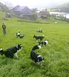 Heime på Stryn i 2013, med den yngste dottera Nina og dei firbeinte i familien. FOTO: PRIVAT