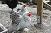 Dvergkochinen er ein av fleire hønserasar som har fjør på beina. Foto: Eline Krøvel/ NPK