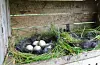 – Så lenge hønene trivst, legg dei egg når det er naturleg for dei, seier Anne Marit Skovly. Foto: Eline Krøvel/ NPKK