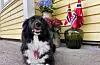 @osmundsensilje Gratulera med dagen. #17mai #vestavindsveio