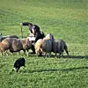 Mange av border colliane som toppar dei største gjetarhundkonkurransane, er hundar som er i dagleg bruk på store saueflokkar. Det er svært få som berre nyttar bordar collien som konkurransehund. Her er Halvor Tenden og Trixie i aksjon under Noregsseriefinalen i 2019. FOTO: KARIANNE KJELSTRUP