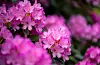 Rhododendron, til liks med andre såkalla surjordsplanter, trivst best i sur jord og skal ikkje ha kalk. FOTO: HÅKON MOSVOLD LARSEN / NTB / NPK