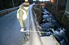 Jarle JacobsenBru Rød