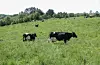 Landbruket har vore den einaste delen av næringslivet som har fått straumstøtte til no. Illustrasjonsfoto: Kari Nilsdatter Haukås