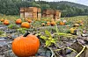 Graskarfrøa blir sådd innomhus i slutten av april og blir planta ut som pluggar i midten av mai. Foto: Heidi Molstad Andresen / NPK