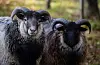 @minilise #villsau #sauinorge #vestland #vestlandet #sheep #norway🇳🇴