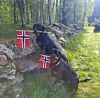 @mini_rottie #rottweilers_of_instagram #rottie #rottweilernorge #rottweilerworld #rottweilerfeature #rottiesmile #rottweilerlove #rottweilers #rottweilersofficial #rottweilerofnorway #vestavind #vestavindsveio #Norge #17mai #norgeifarger #norway #norwayincolors #norway