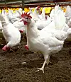 KLUKK, KLUKK, KLUKK: 1975 kunne ein eggbonde ha maksimum 2000 høner. I ‘94 vart konsesjonsgrensa auka til 5000, og i 2004 til 7500. Då det i 2012 vart innført forbod mot å ha høns i vanlege bur, bygde foreldra til Ida om til lausdriftsfjøs.