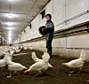 EI FJØR BLIR TIL TI HØNS: Når Ida er aleine i hønsehuset, trippar hønene roleg rundt føtene på ho. Straks det kjem fleire, forsvinn dei fleste av hønene til den andre sida av rommet og fleiretasjesystemet. På den eine sida ser det difor nesten tomt ut, medan det er uvanleg tett-i-tett med fuglar på den andre.