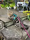 Mange lurer no på om dei skal ha katten sin i band.