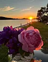 @o.irene.hSommerkveld ved fjorden 🧡 #solnedgang #sommerkveldvedsjøen #sommerbukett #austinrose#vestavindsveio