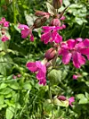 @sigrunsalamonsen#sommer på #odland #natur #nature #naturensegenhage #vestavindsveio #blomster