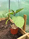 Aubergine-plante.