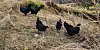 Hønseflokken er svart frå topp til tå, og er av rasen Ayam Cemani. Opphavleg kjem dei frå Indonesia, og denne gjengen er oppvaksen i Sveio sentrum.