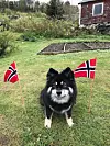Dorah feirer 17. mai på Mekjeland.