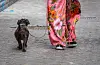 Det er eigne reglar for Sveio, og ein hundetrenar rår eigarar til å alltid ha hunden i band. Foto: Halvard Alvik / NTB / NPK