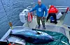 Ei størje på 367 kilo blir overlevert til Havforskingsinstituttet og WelTuna-prosjektet for prøvetaking. Foto: Privat