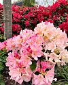 @gydagrammeltvedt Siste dag i mai, det blomstrer i Rhododendronhagen min, for en herlig tid. Her suser humlene fra blomst til blomst.