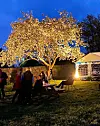 @britmoel Festivalstemning med epletre i blomst. Fruktblomstringen er et fantastisk skue #fruktblomstring #stemning #valestrand #epletre #vår #spring