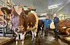 På klimatoppmøtet i Glasgow i 2021 forplikta Noreg seg til å redusere utsleppa av metan med 30 prosent innan 2030. Mjølkebonde Torunn Aurstad (t.h) på Jessheim har forskingsutstyr frå både Geno og Tine i fjøsen. Her med spesialrådgjevar Heidi Skreden, som er på besøk for å følgje opp metangass-prosjektet til Tine.