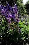 Lupin. Heile planten inneheld små mengder giftstoff, men det er meir gift i frøa enn i dei andre plantedelane. Inntak av inntil fem belgar kan ein sjå an heime.