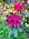 Rhododendron. Ved små inntak, som ein liten bit av eit blad, kan det oppstå kvalme, oppkast og diaré som vanlegvis kan sjåast an heime. Ved større inntak kan symptom frå hjarte og nervesystemet oppstå.