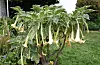 Engletrompet. Heile planta er svært giftig. Berre kort tids suging på blada kan gje barn forgifting.