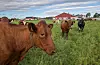 Nortura ber omsetningrådet å endre reglane etter ei kraftig prisauke i haust. Illustrasjonsfoto: Terje Bendiksby / NTB / NPK