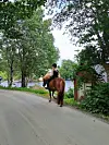 Vienna Vikse (13) har hatt mange rideturer langs Straumavegen på hesten Gloria i sommer.