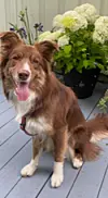Luna kosar seg på terrassen.
