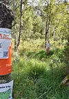 På tirsdag var Jenny Brekke, 8 år, på barnas turorientering i Eivindsmarka i Valevåg. Ho liker godt å vere med mormor og Arild for å finne postar i skogen.