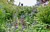 Slow gardening, Karin Weslien.