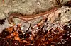 Denne larva til rocetelion humerale dokumentere Kjærandsen ved prestegarden i Førde.FOTO: JOSTEIN KJÆRANDSEN