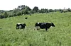 Auka utgifter som følgje av høge straum- og råvareprisar gjer drifta vanskeleg for bøndene.