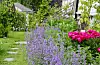 For tida er kattemynte favorittplanten til Karin Weslien.