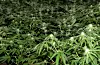 INNANRIKS 18FEB2022FR07:52 Ein av fem unge på vidaregåande har brukt cannabisID: 17849882NPK-NTB20 prosent av elevane på vidaregåande skule seier i ei spørjeundersøking at dei hadde brukt cannabis, men berre vel 6 prosent har brukt det den siste månaden.Det viser ei spørjeundersøking Folkehelseinstituttet har gjennomført.3.500 elevar frå 34 vidaregåande skular deltok i undersøkinga. 15 prosent oppgav at dei hadde brukt cannabis dei siste 12 månadene, og 6,2 prosent siste 30 dagar.Undersøkinga er den første som i tillegg til cannabiserfaringar òg undersøkjer ungdoms kunnskap, haldningar og motiv knytt til cannabis.– Vi fann at mange elevar manglar kunnskap om cannabis. Elevane overvurderte mellom anna kor mange andre unge som hadde brukt rusmiddelet. Ein del hadde òg feiloppfatningar om cannabisbruk, seier Anne Line Bretteville-Jensen, forskar ved Folkehelseinstituttet.Ho fortel at ønsket om å ikkje bli teken av politiet (48 prosent), omsynet til foreldre (44 prosent), faren for å bli avhengig (41 prosent) og dessutan prisen på cannabis (36 prosent), var dei hyppigast oppgitte grunnane for ikkje å bruke meir cannabis blant dei som allereie hadde cannabiserfaring.(©NPK)vaktsjef@ntb.noBilete: 608hRkznOCUEin av fem norske ungdommar seier dei har testa cannabis i løpet av livet. 15 prosent seier dei har brukt det dei siste 12 månadene. Foto: Politiet / NTB/ NPK