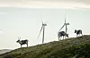 Reinsdyr vandrar rundt vindturbinane på Storheia vindpark, som er den største av vindparkane i porteføljen til Fosen Vind. Illustrasjonsfoto.