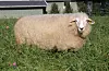 Dalasauen er ei kryssing av gammalnorsk spælsau og fleire engelske sauerasar, blant anna leicester og sjeviot.