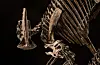 Dinosaur-arten heiter Hypacrosaurus stebingeri, som betyr «nesten den høgste øgla». Namnet fekk den fordi han var nesten like stor som Tyrannosaurus Rex.