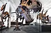 Naturhistorisk museum har frå før avstøypingar i plast av blant anna det verdskjende T-rex-skjelettet Stan. Orginal-skjelettet blei nyleg ldse til Abu Dhabi, som i 2025 skal opne eit stort naturhistorisk museum. Til høgre kan du skimte den ekte Triceratops-hovudskallen, som museet i fjor fekk donert av ein privatperson.