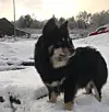 Sveio i vinterskrud og alt blir lysare. #sveio #mekjeland #våga #vestavindsveio #finnishlapphund #finsklapphundnorge