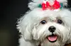 Hundar blir tårevåte når dei møter eigaren sin igjen, viser ny forsking. Her ein hund under ein hundefestival i Caracas i Venezuela i juli. Foto: Matias Delacroix / AP / NTB