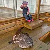 Breiflabben blei foreviga før arbeidet med sløyinga starta. Tre år gamle Ronja Sandvik var imponert over storfisken som blei dratt opp frå havet, men poengterte at det såg ikkje ut som den hadde pussa tennene sine.